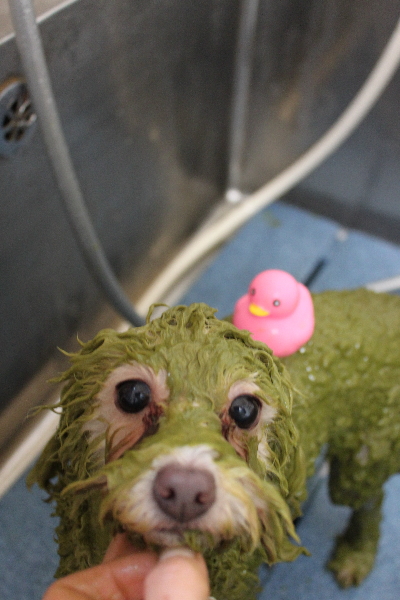 千葉県船橋市のトイプードルのハーブパック画像