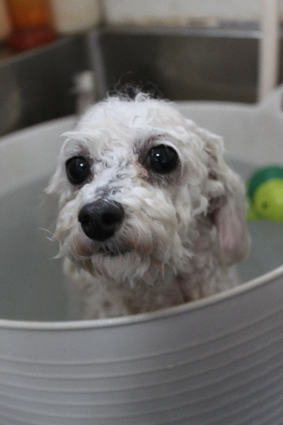 千葉県市川市のトイプードルの炭酸泉画像