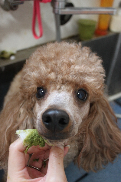 千葉県鎌ヶ谷市のトイプードルの歯磨き画像