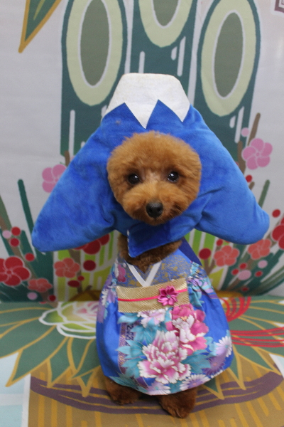 千葉県船橋市のトイプードルのトリミング画像