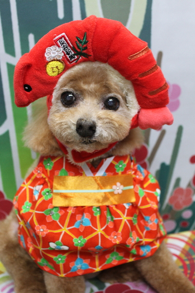 千葉県鎌ケ谷市のトイプードルのトリミング画像