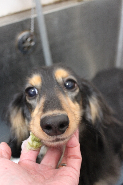 千葉県船橋市のミニチュアダックスの歯磨き画像