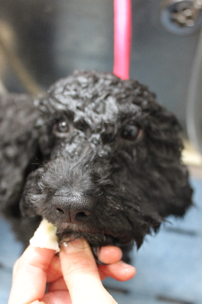 千葉県船橋市のトイプードルの歯磨き画像