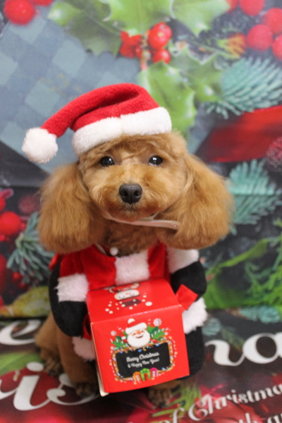 千葉県松戸市のトイプードルのトリミング画像