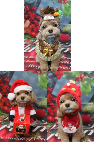 千葉県船橋市のミックス犬のトリミング画像