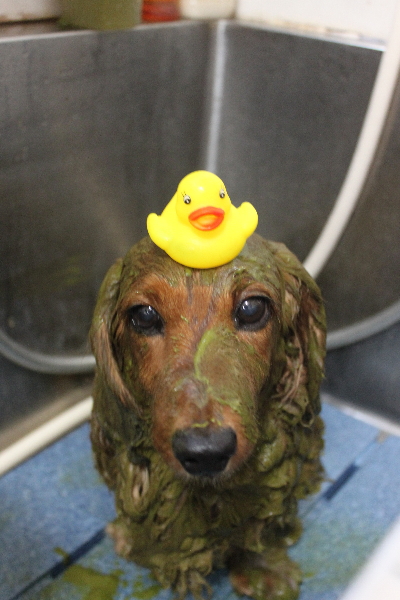 千葉県鎌ケ谷のミニチュアダックスのハーブパック画像