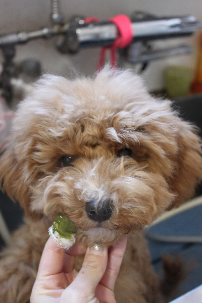 千葉県船橋市のトイプードルの歯磨き画像