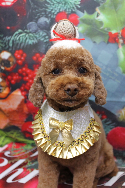 千葉県鎌ケ谷市トイプードルのトリミング画像