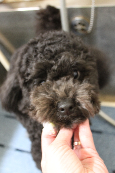 千葉県船橋市のトイプードルの歯磨き画像