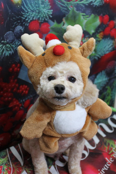 千葉県鎌ケ谷市のトイプードルのトリミング画像