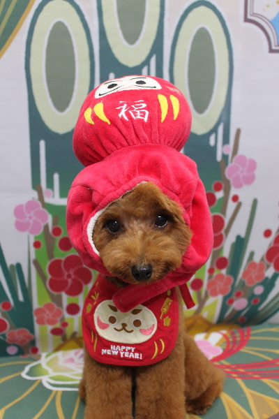 千葉県船橋市のトイプードルのトリミング画像