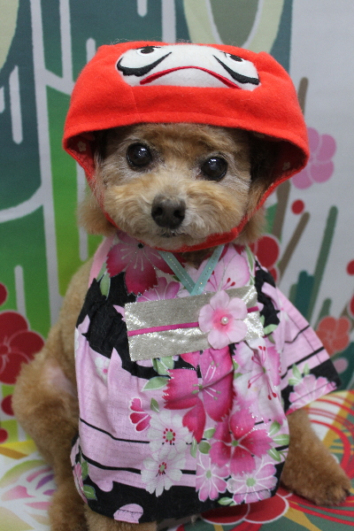 千葉県鎌ケ谷市のトイプードルのトリミング画像