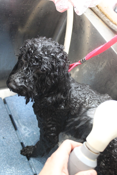 千葉県船橋市のトイプードルのオゾンシャワー画像