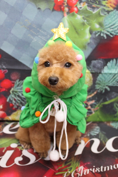 千葉県松戸市のトイプードルのトリミング画像