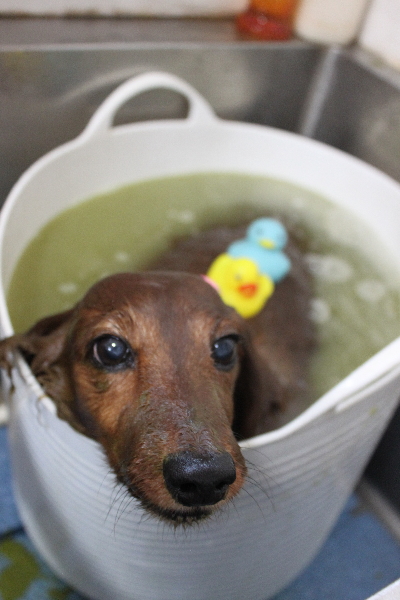 千葉県鎌ケ谷のミニチュアダックスのハーブ湯画像