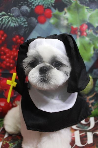 千葉県松戸市のシーズーのトリミング画像