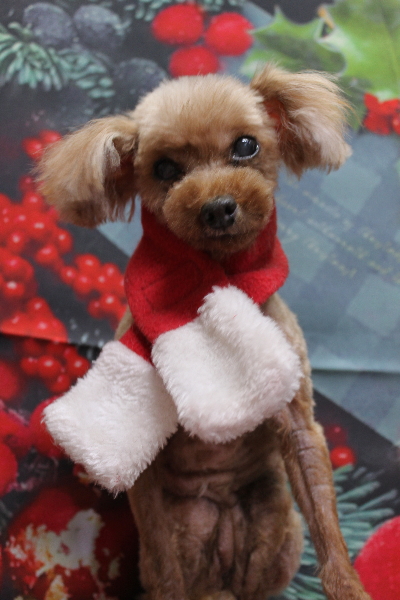 千葉県船橋市のトイプードルのトリミング画像