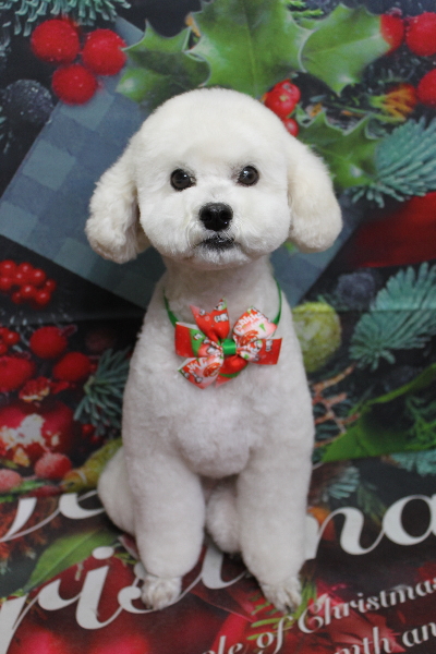 千葉県松戸市のミックス犬のトリミング画像