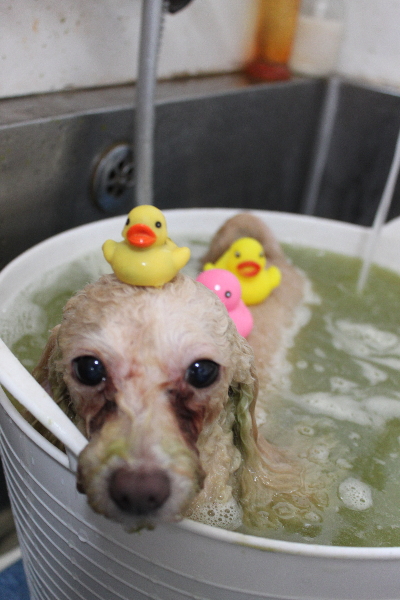 千葉県船橋市のトイプードルのハーブ湯画像