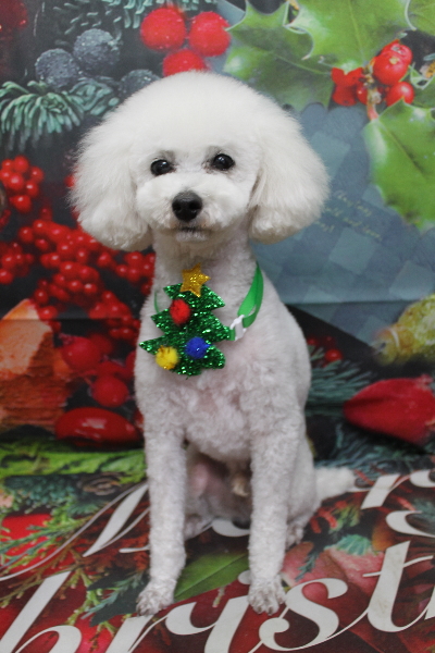 千葉県市川市のトイプードルのトリミング画像