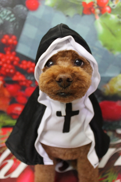 千葉県鎌ケ谷市トイプードルのトリミング画像