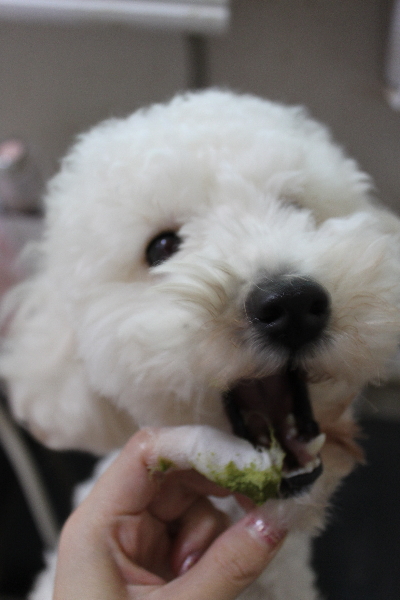 千葉県船橋市のトイプードルの歯磨き画像