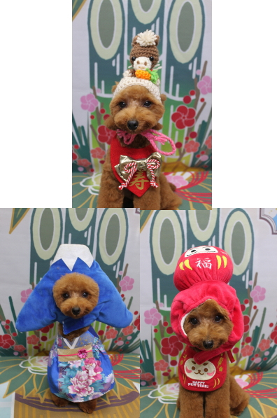 千葉県船橋市のトイプードルのトリミング画像