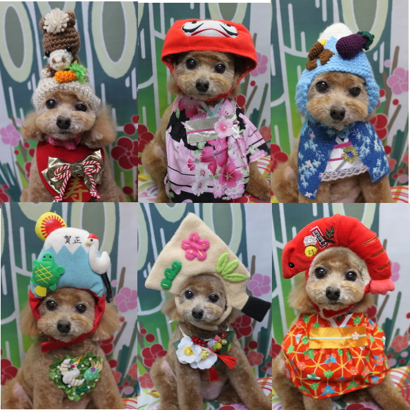 千葉県鎌ケ谷市のトイプードルのトリミング画像