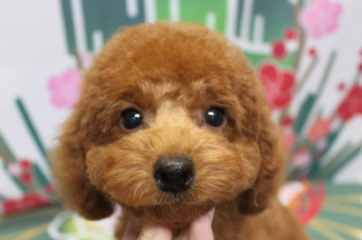 トイプードルブリーダーの子犬、トリミング画像