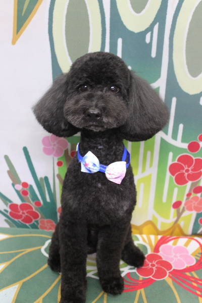 千葉県船橋市のトイプードルのトリミング画像