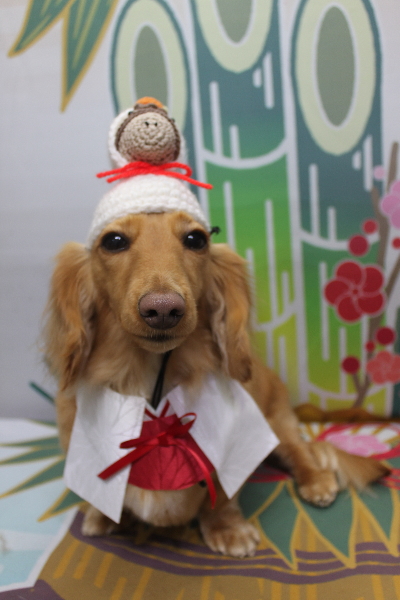 千葉県船橋市のミニチュアダックスのトリミング画像