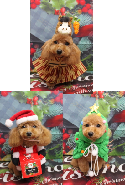 千葉県松戸市のトイプードルのトリミング画像