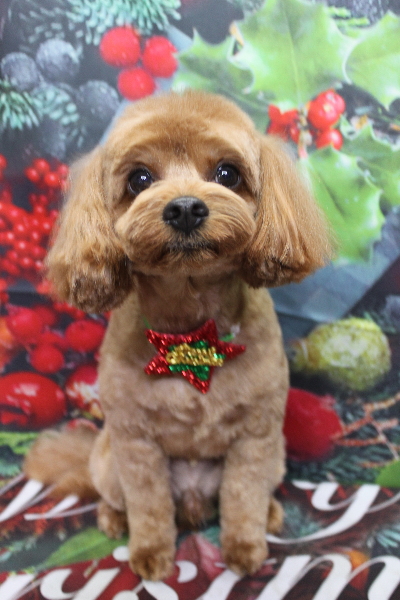 千葉県鎌ケ谷市のミックス犬のトリミング画像