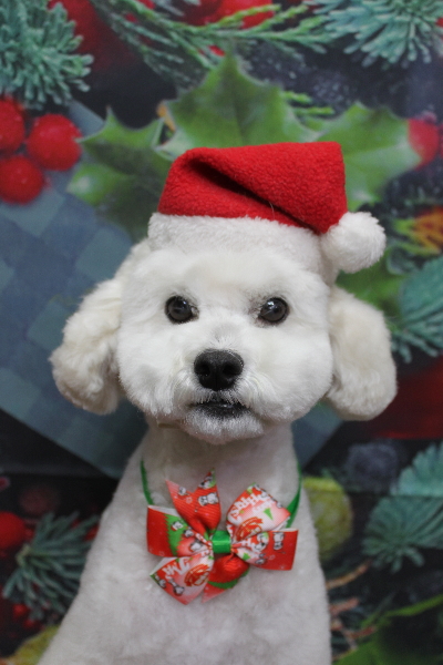 千葉県松戸市のミックス犬のトリミング画像