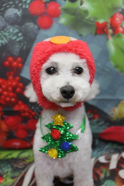 千葉県市川市のトイプードルのトリミング画像