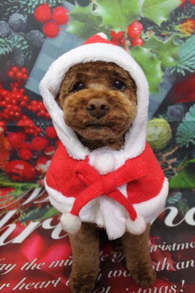 千葉県鎌ケ谷市トイプードルのトリミング画像