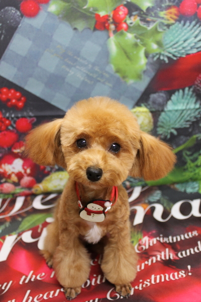 千葉県千葉市のトイプードルのトリミング画像