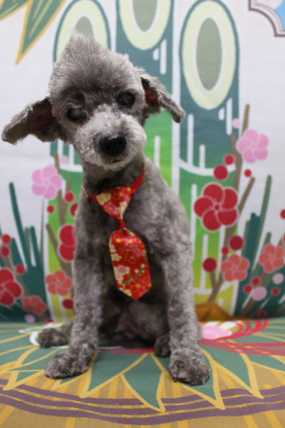 千葉県船橋市のトイプードルのトリミング画像