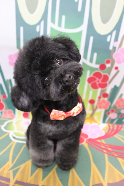 千葉県鎌ヶ谷市のトイプードルのトリミング画像