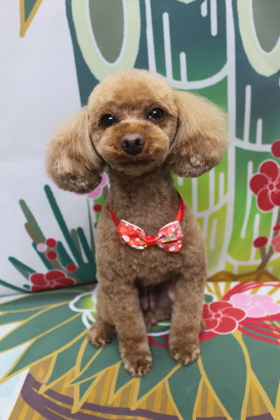 神奈川県横浜市のトイプードルのトリミング画像