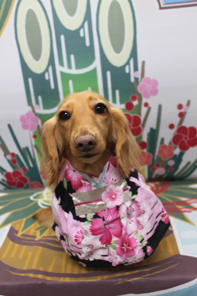 千葉県船橋市のミニチュアダックスのトリミング画像