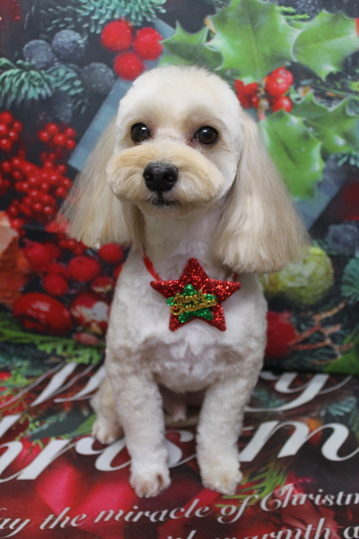 千葉県鎌ヶ谷市のミックス犬のトリミング画像