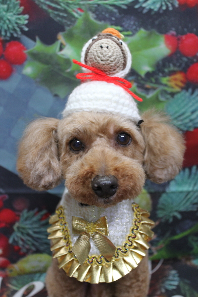 千葉県船橋市のトイプードルのトリミング画像