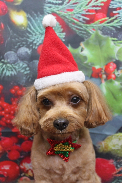 千葉県鎌ケ谷市のミックス犬のトリミング画像