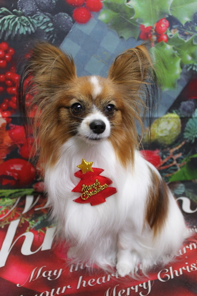 千葉県鎌ヶ谷市のパピヨンのトリミング画像