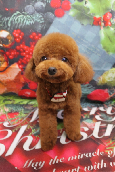 千葉県八千代市のトイプードルのトリミング画像