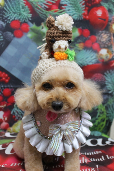 千葉県船橋市のトイプードルのトリミング画像