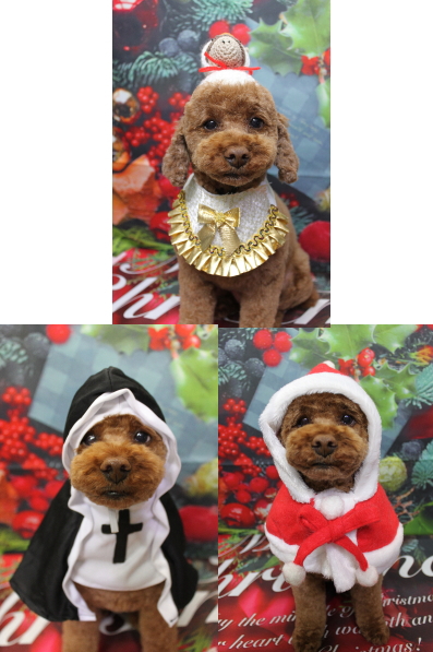 千葉県鎌ケ谷市トイプードルのトリミング画像