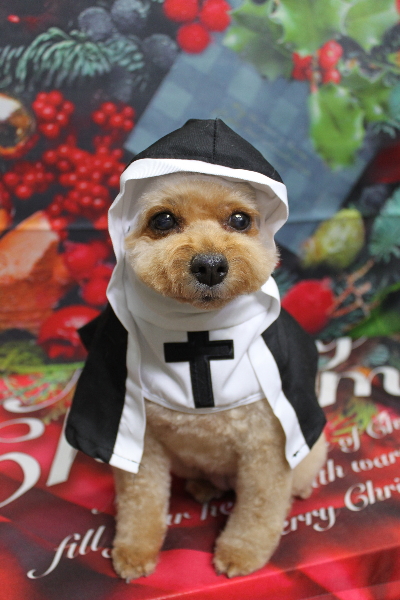 千葉県船橋市のトイプードルのトリミング画像