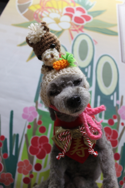 千葉県船橋市のトイプードルのトリミング画像